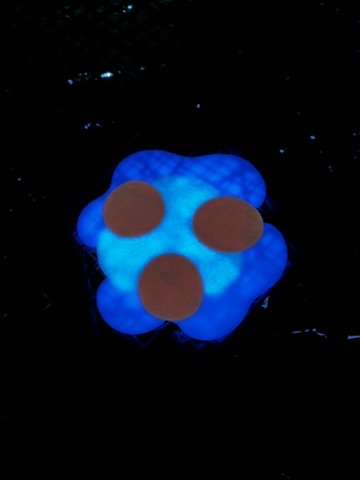 Osmosis in the Trees 2025 - Glowing cell cluster on the forest floor