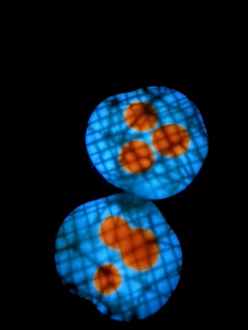 Osmosis in the Trees 2025 - Cellular projection in blue and amber