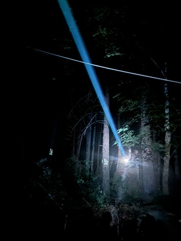 Osmosis in the Trees 2025 - Laser beam cutting through the old-growth